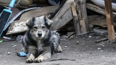 В сети опубликовали трогательные фото собак, брошенных на Донбассе |  DonPress.com