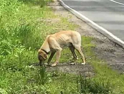 В Красноярск бегут брошенные хозяевами собаки с дачных участков — Новости  Красноярска на 7 канале