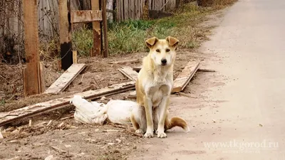 Прикольные собаки - ЯПлакалъ