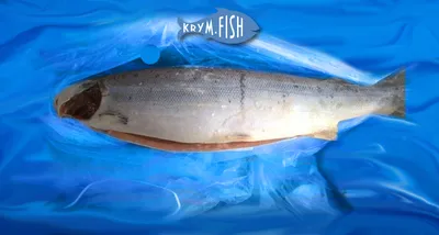 Страница 2 - ▷ Frozen fish home delivery price from 140 UAH - Frozen fish  to buy in Kiev