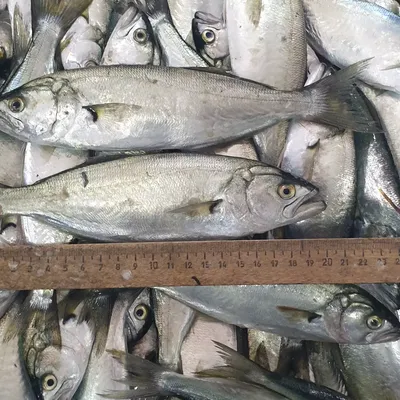 СКУМБРИЯ Н/Р 500/700 ТИХООКЕАНСКАЯ 10 КГ — fish-fast