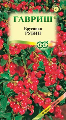 Брусника крупноплодная Коралл – купить саженцы брусники в питомнике в Москве