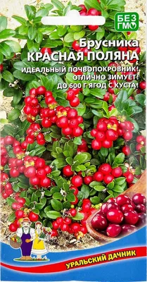 Брусника — польза и вред для организма, состав и лечебные свойства -  Телеканал Доктор