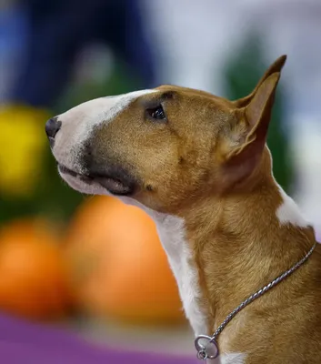 Бультерьер миниатюрный (Miniature Bull Terrier) - это игривый, смелый и  энергичный пес. Описание, фото, отзывы.