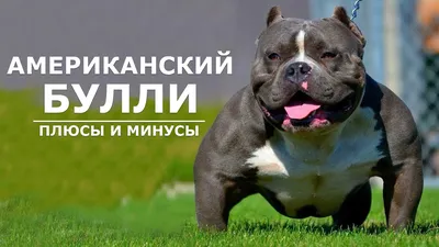 АМЕРИКАНСКИЙ БУЛЛИ. Плюсы и минусы амбулли AMERICAN BULLY - YouTube