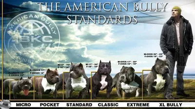 American bully. AntreaBulls Kennel. - Наш выпускник, красавчик,  американский булли AntreaBulls Pompei #американскийбулли #булли #собака  #антреабуллс #купитьщенка #питомникбулли #instadog #doglovers #pet #москва  #luxury #bullyworld #качок #любовь ...