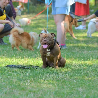 Американский булли - Елітний Розплідник - LUXPOM!