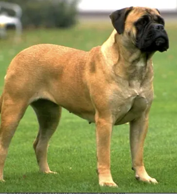 Файл:Bullmastiff Junghund 1 Jahr.jpg — Википедия