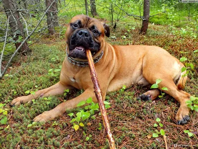 Большое bullmastiff собаки стоковое изображение. изображение насчитывающей  смешно - 64814811