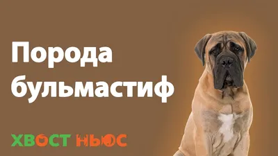 Собаки породы Бульмастиф - ICA.DOG