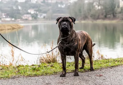 Бульмастиф (Bullmastiff) - это сильная, бдительная, спокойная и послушная  порода собак. Фото, описание, отзывы.