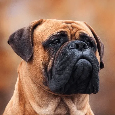 Пэт Большая Красная Собака Bullmastiff — стоковые фотографии и другие  картинки Бульмастиф - Бульмастиф, На открытом воздухе, 2015 - iStock