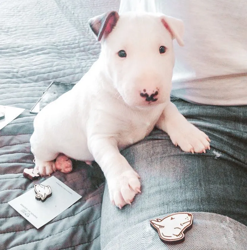 Бультерьер миниатюрный (Miniature Bull Terrier) - это игривый, смелый и энергичный пес. Описание, фото, отзывы. Бультерьер миниатюрный (Miniature Bull Terrier) - это игривый, смелый и энергичный пес. Описание, фото, отзывы.