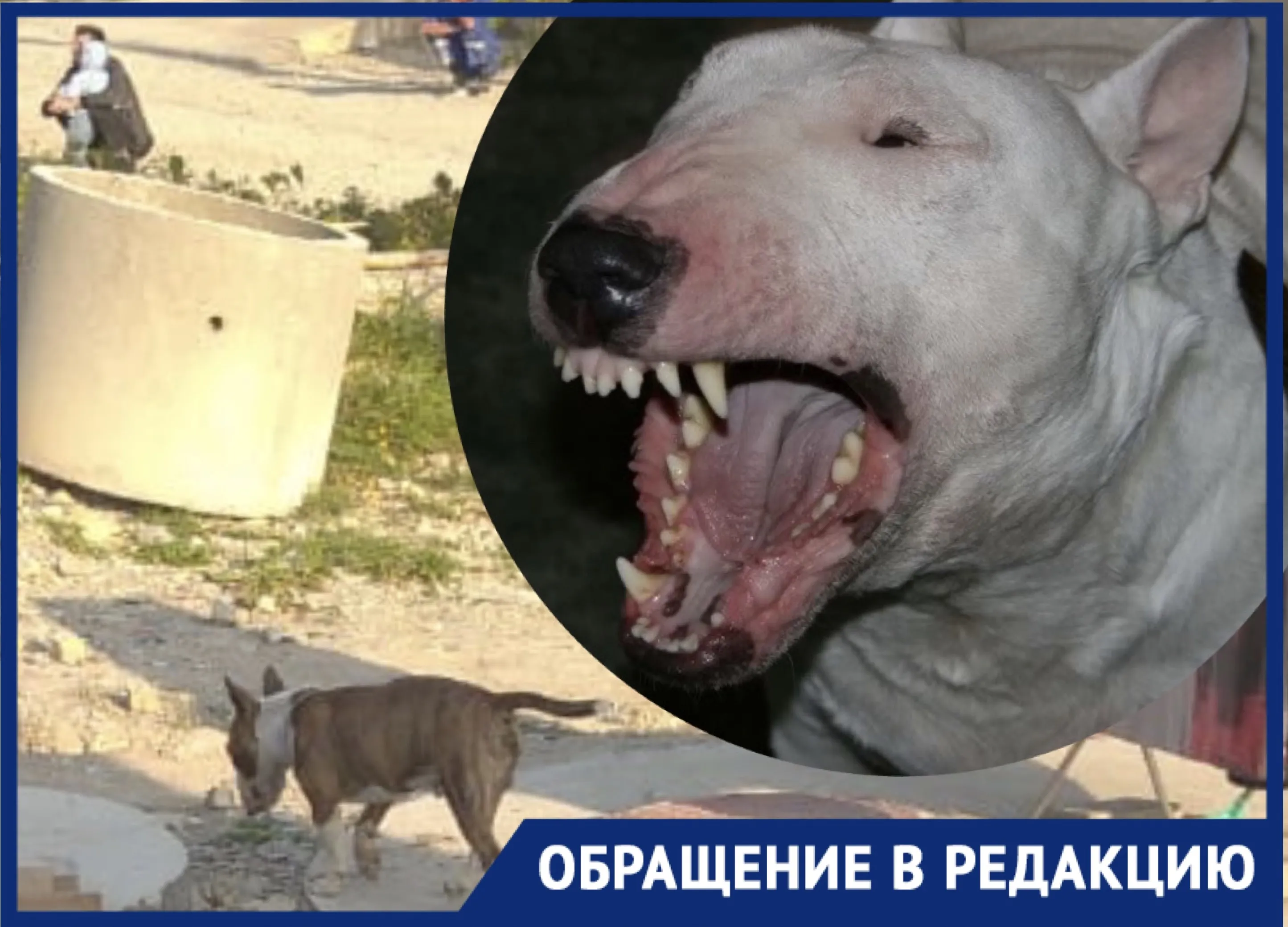 Бультерьер разорвал лицо ребёнку на детской площадке в Подмосковье | 27.11.2023 | Чехов - БезФормата Бультерьер разорвал лицо ребёнку на детской площадке в Подмосковье | 27.11.2023 | Чехов - БезФормата