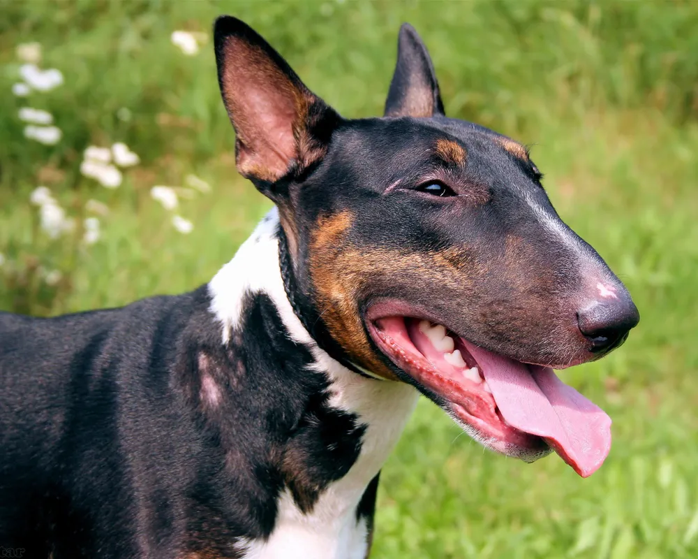 Бультерьер (Bull terrier) - это смелая, мощная и очень выносливая порода собак. Описание, фото, отзывы о породе. Бультерьер (Bull terrier) - это смелая, мощная и очень выносливая порода собак. Описание, фото, отзывы о породе.