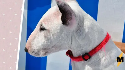 Dogoputya | Бультерьер, Фото собак, Стаффордширский бультерьер