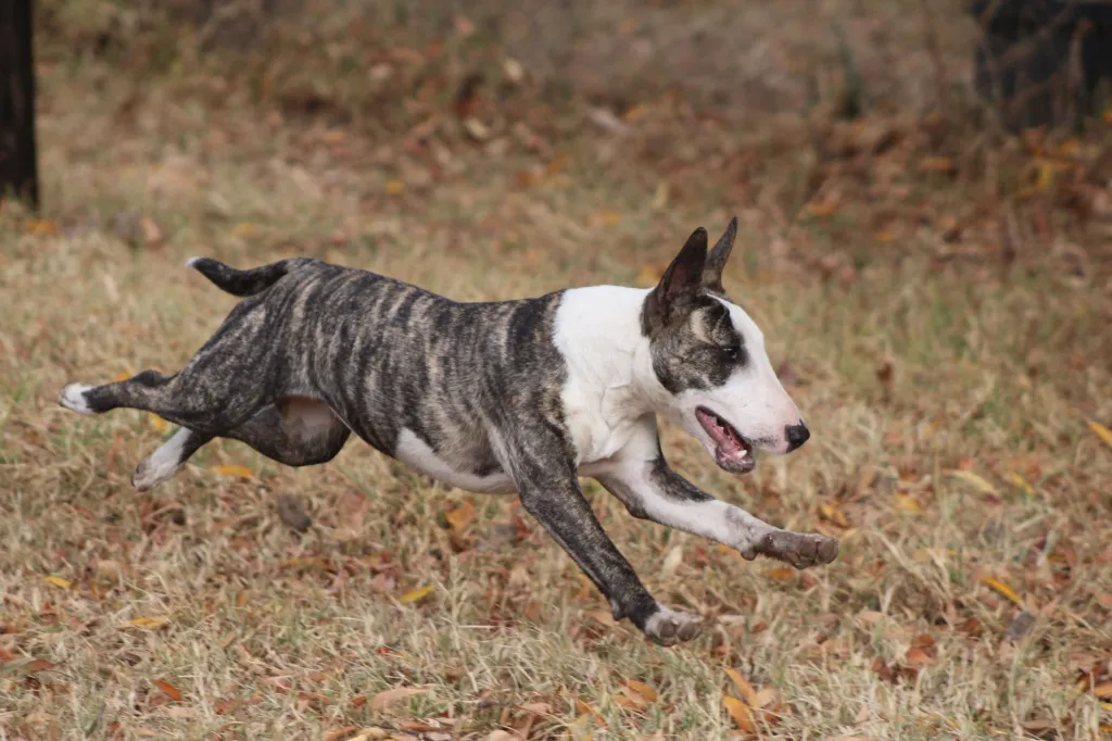 Бультерьер Top Bullterrier Tor (@bullterrier_russia) • Instagram photos and videos Бультерьер Top Bullterrier Tor (@bullterrier_russia) • Instagram photos and videos