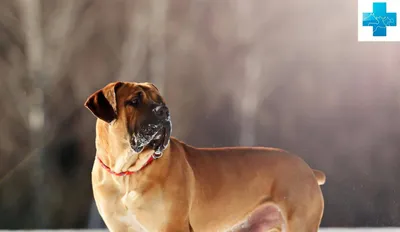 Южноафриканский бурбуль (Бурбуль) / Boerboel (South African Mastiff) -  PetsPoint.ru