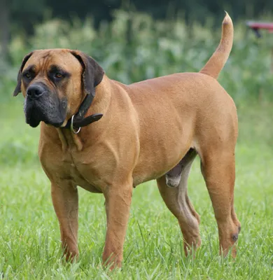 Породы собак | Южноафриканский бурбуль | Фото 49397 | South African  Boerboel | Породы собак, Собаки, Большие собаки