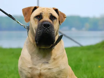 Породы собак | Южноафриканский бурбуль | Фото 38831 | South African  Boerboel | Собаки бульдоги, Породы собак, Бульмастиф