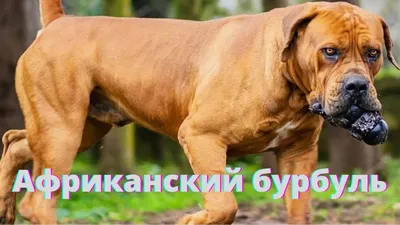 SOBAKI.PRO | Породы собак | Южноафриканский бурбуль | Фото 52529