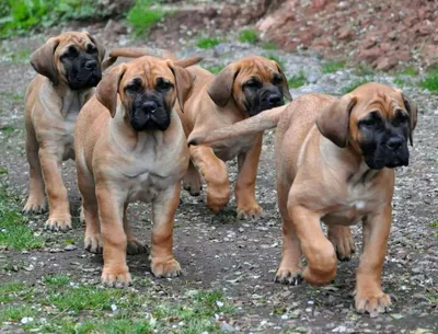 Бурбули питомника Bossline Boerboels | Bossline Boerboels