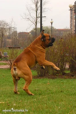 Породы собак | Южноафриканский бурбуль | Фото 46755 | South African  Boerboel | Собаки, Породы собак, Собачки