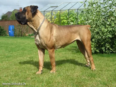 South African Boerboel in israel - Южноафриканский бурбуль в израиле added  a new photo — with... - South African Boerboel in israel - Южноафриканский  бурбуль в израиле