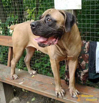 Породы собак | Южноафриканский бурбуль | Фото 34399 | South African  Boerboel | Собаки, Породы собак