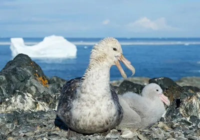 Буллеров буревестник - eBird