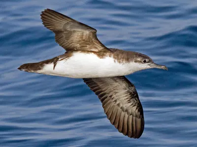 Персидский буревестник - eBird