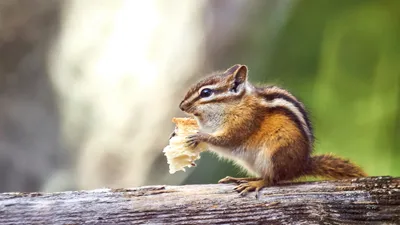 Задумчивый бурундук (chipmunk) Stock Photo | Adobe Stock