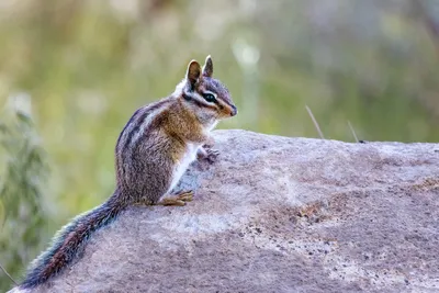 Бурундук (chipmunk) на руке Stock Photo | Adobe Stock