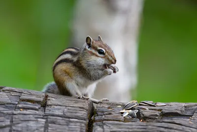 Бурундук (chipmunk) на вазе Stock Photo | Adobe Stock