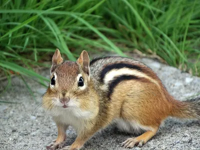 Бурундук (chipmunk) на стакане Stock Photo | Adobe Stock