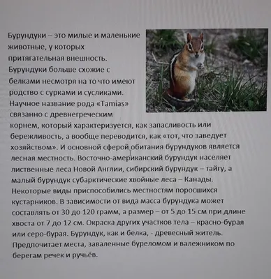 Бурундук (chipmunk) на пне с кедровой шишкой Stock Photo | Adobe Stock