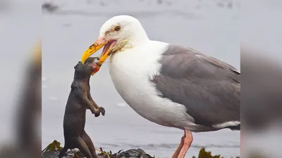 Серебристая чайка (Американская) - eBird