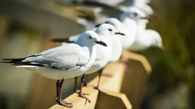 ЧАЙКА ПРОТИВ вороны, голубя, утки, пеликана, сокола и даже горностая! Чайка  в деле! - YouTube