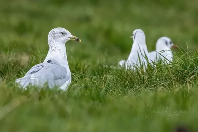 Чайка Китайская