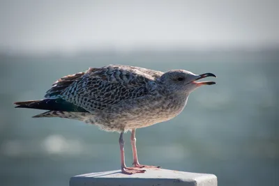 Сизая чайка (Камчатская) - eBird