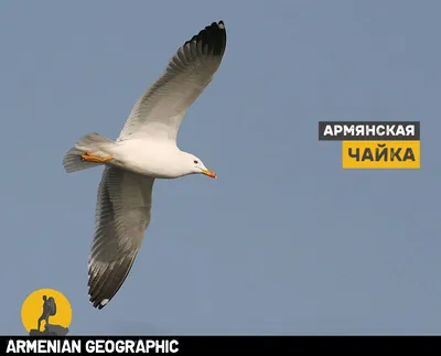 В Беларуси отмечен новый вид птиц – делавэрская чайка!