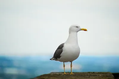 Хохотунья, степная чайка (Larus cachinnans) | Пикабу