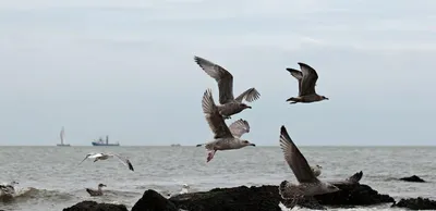 Евгения - Чайка 😘. #чайка, #птицы, #красноярск, #krasnoyarsk, #birds,  #seagull | Facebook