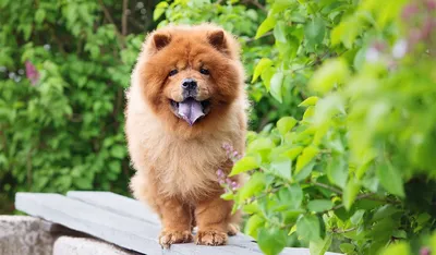 Стрижка чау-чау | Зоосалон и школа груминга All-Grooming. Груминг и  обучение стрижке собак