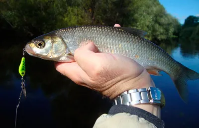 Чебак запеченный на рисовой подушке🐟 - рецепт автора Ольга Кучина😋