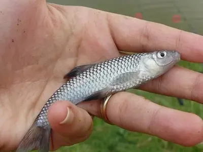 Рыбы наших вод - Амурский язь, чебак Leuciscus waleckii... | Facebook