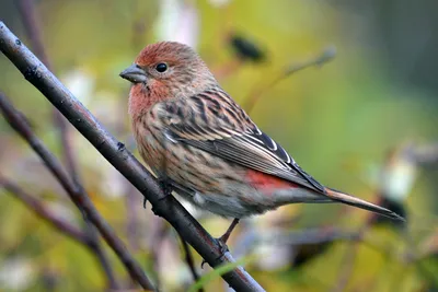 Любители птиц - Сибирская #чечевица / Pallas's #rosefinch (лат. Carpodacus  roseus) Автор: Ito Naoto #Фото #birdslovers #птицы | Facebook