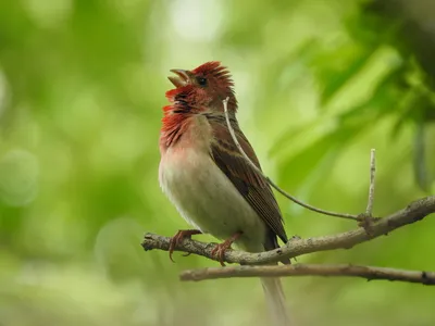 Сибирская чечевица (Carpodacus roseus). Птицы Дальнего Востока России.