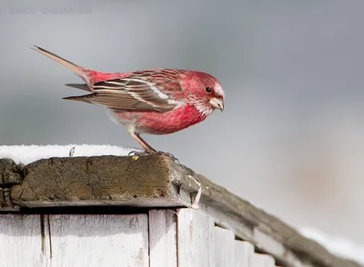 Чечевица обыкновенная (Carpodacus erythrinus). Фотогалерея птиц. Фотографии  птиц России, Беларуси, Украины, Казахстана, Таджикистана, Азербайджана.