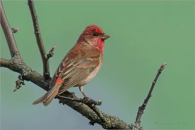 Чечевица сибирская (Carpodacus roseus). Фотогалерея птиц. Фотографии птиц  России, Беларуси, Украины, Казахстана, Таджикистана, Азербайджана.